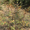 Cotoneaster granatensis (7)